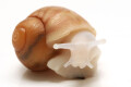 Archachatina puylaerti albino body juvenil